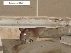 Insurgent Rats_r